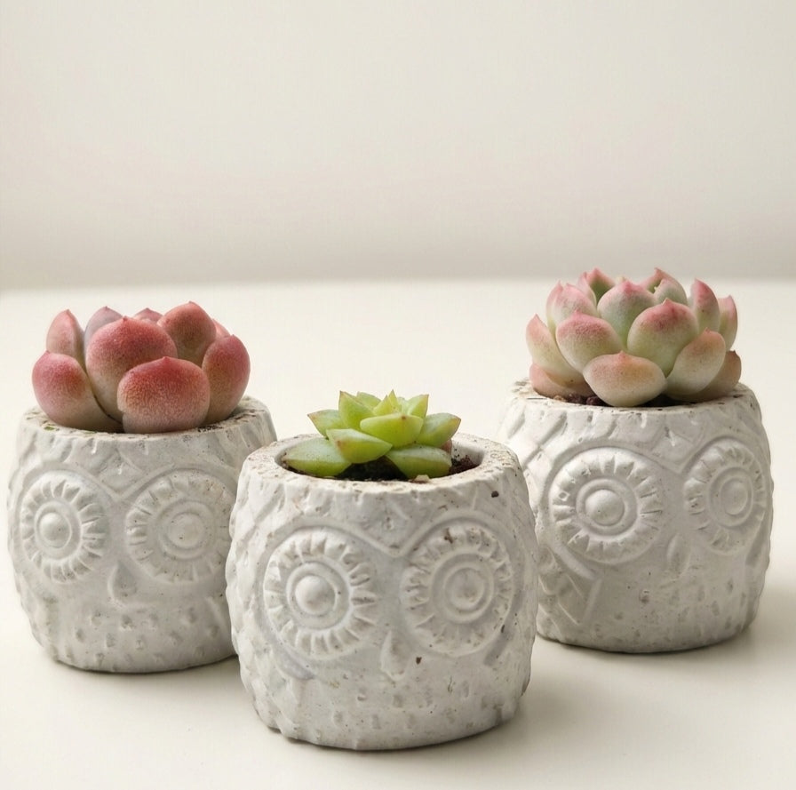Small Owl Holder